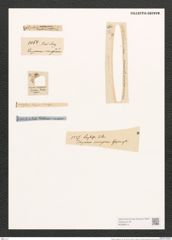 Dickieia crucigera W. Sm. (de-Toni-Nr.: Genus 22, Species 1240) Zeichnungen Sammlung Grunow (NHMW-BOT-W0369514)